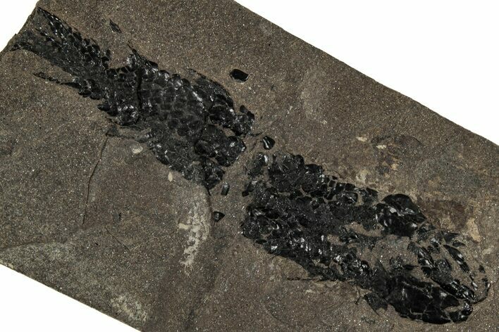 Devonian Lobed-Fin Fish (Osteolepis) Fossil - Scotland #354103